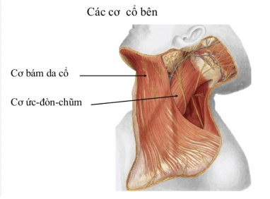 Đau căng cứng khi quay cổ do đâu? Những nguyên nhân thường gặp cần lưu ý